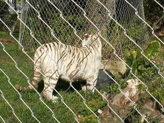 zoo animal cage mesh 5