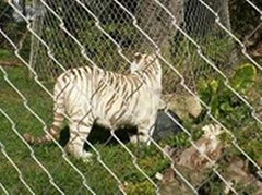 Tiger enclosure mesh