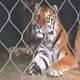 Tiger enclosure mesh 2