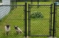 6'x10' chain link fence panels For dog kennels