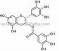 (-)-Epigallocatechin gallate