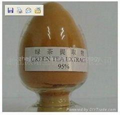 tea polyphenol 95,tea extract