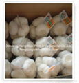 Jinxiang Garlic