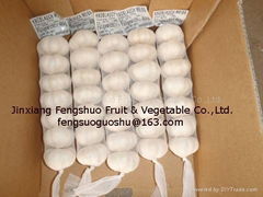 China Fresh Garlic 7p