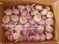 Fresh Garlic 1