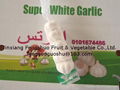 2012 Garlic 4