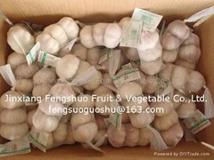 Fengshuo Garlic