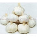 Fengshuo Garlic 5