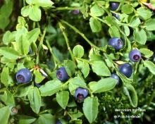 Vaccinium myrtillus(Bilberry) extract