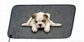 winter electric pet heating mat 2