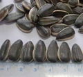 SUNFLOWER SEEDS 5135 1