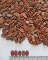 RED MELON SEED