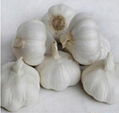 fresh normal white garlic 1