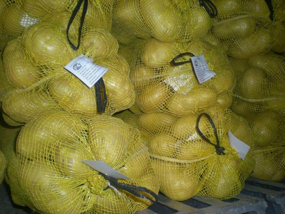 yellow potato 5