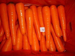 fresh carrot