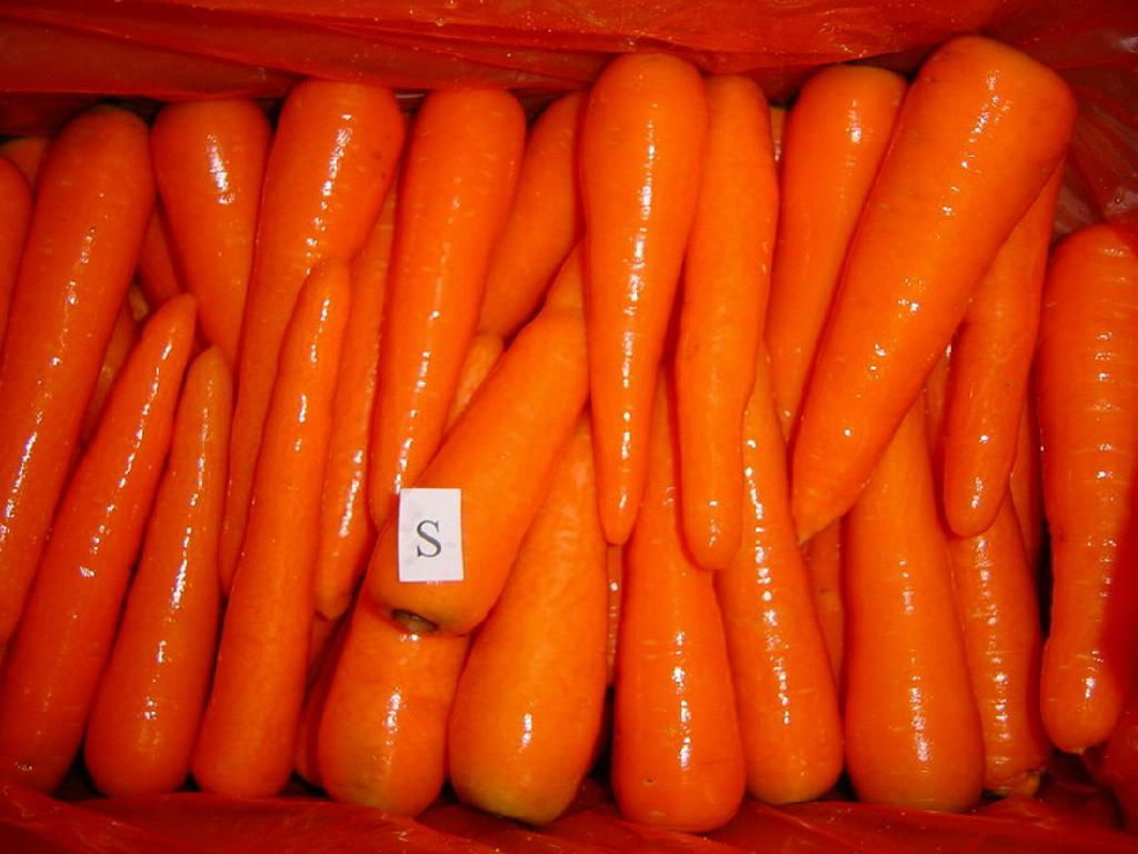 fresh carrot 2