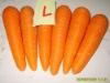 fresh carrot 3