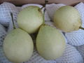 fresh ya pear fruit 5