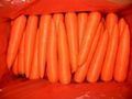 Frozen Carrot 2