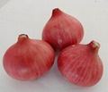 Fresh Onions  1