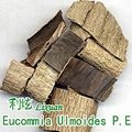 Eucommia U1moides P.E 1