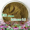 Echinacea Extracts