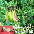 Astragalus Extracts