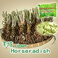 Horseradish