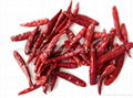 dry chilli 2