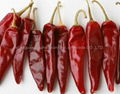 hot chilli 1