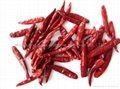 dried hot chaotian chilli 1