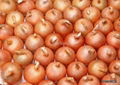 fresh onion 1