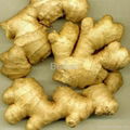 fresh ginger 1