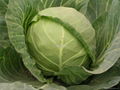 cabbage 1