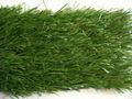 Synthetic Grass 5