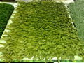 Synthetic Grass 1