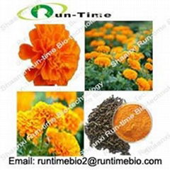 Marigold Extract with lutein 5% to 98%