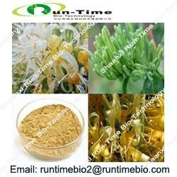 Honeysuckle flower extract with chlorogenic acid 25%