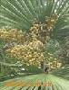 Saw Palmetto Fruit Extract