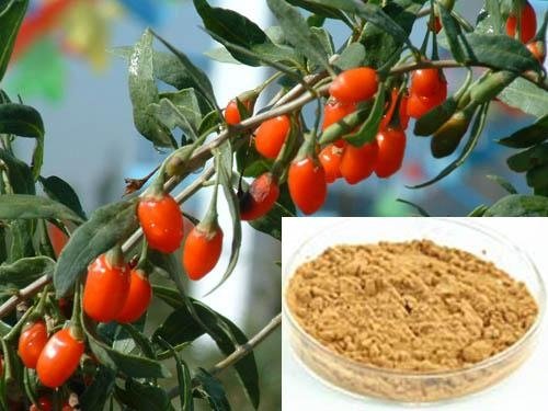 wolfberry Extract