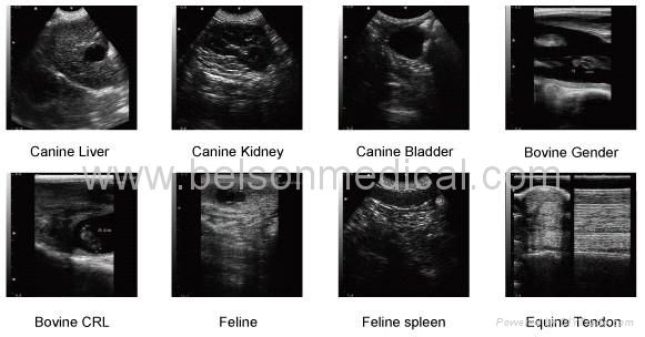 Palm Veterinary Ultrasound Scanner 3000P+ 2