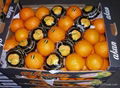 navel orange 1