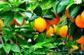 navel orange 2