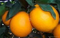 navel orange 4