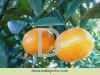 navel orange 5