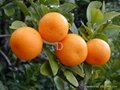 organic orange 2