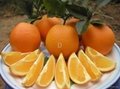 organic orange 5