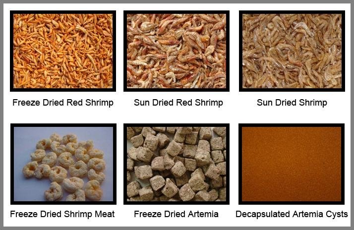 Brine shrimp pet fish feed