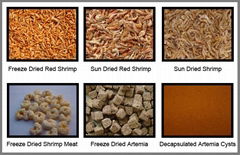 Brine shrimp pet fish feed