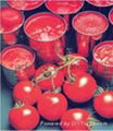 800g canned tomato paste 4